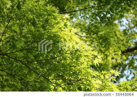Fresh green of maple 38448064