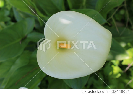 White color flower 38448065
