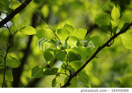 Fresh green Fresh green 38448066