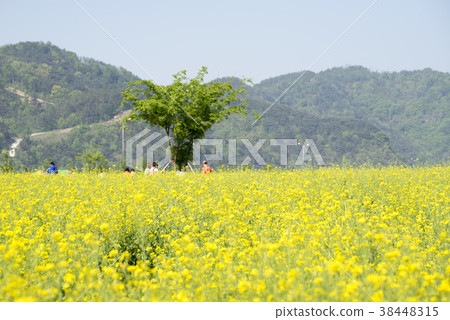 強姦，洛東江，Hamanagun，慶南 38448315