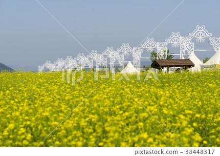 Rape, Nakdong River, Hamanagun, Gyeongnam 38448317
