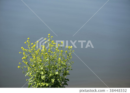 強姦,洛東江,Hamanagun,慶南 強姦,洛東江,Hamanagun,慶南 38448332