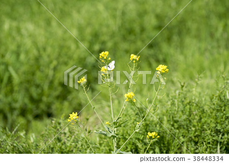 強姦,洛東江,Hamanagun,慶南 強姦,洛東江,Hamanagun,慶南 38448334