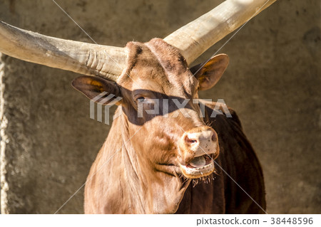 Close-up of an Ankole cattle . 38448596