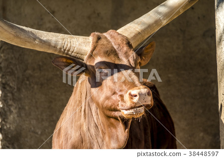 Close-up of an Ankole cattle . Close-up of an Ankole cattle . 38448597