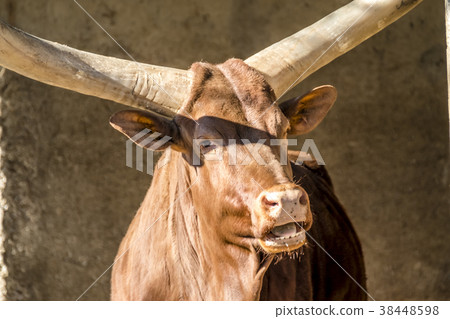 Close-up of an Ankole cattle . 38448598