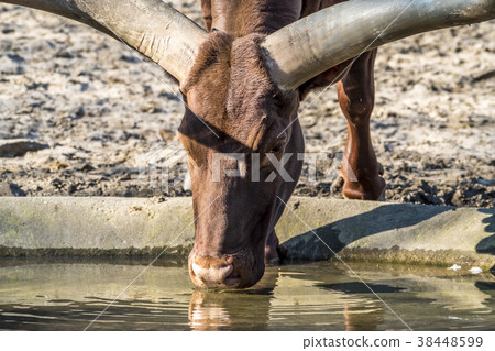 Close-up of an Ankole cattle drinking water Close-up of an Ankole cattle drinking water 38448599