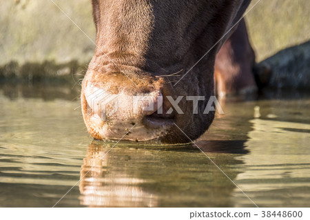 Close-up of an Ankole cattle drinking water Close-up of an Ankole cattle drinking water 38448600