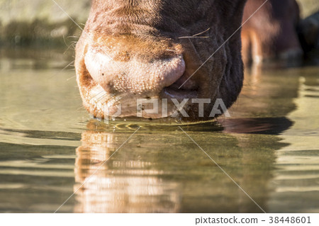 Close-up of an Ankole cattle drinking water Close-up of an Ankole cattle drinking water 38448601