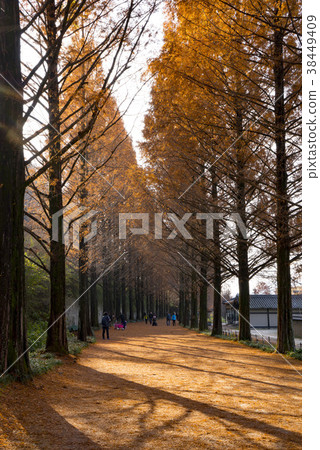 Metamquire，Damyang-gun，Jeonnam 38449409