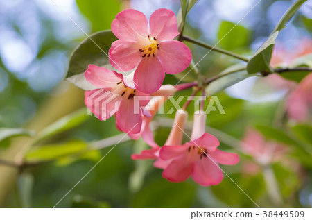 Vire rhododendron Vire rhododendron 38449509