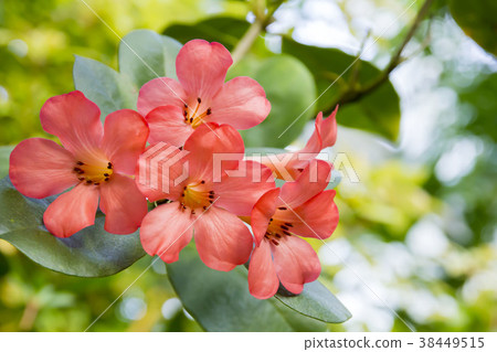 Vire rhododendron Vire rhododendron 38449515