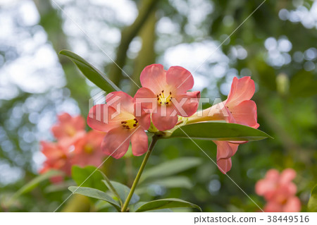 Vire rhododendron Vire rhododendron 38449516