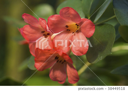 Vire rhododendron Vire rhododendron 38449518