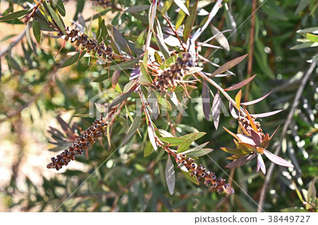 State (after February) after flower of Brassica oleracea 38449727