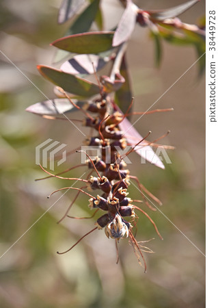 State (after February) after flower of Brassica oleracea 38449728
