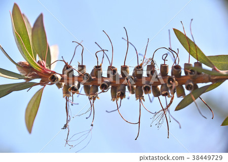 State (after February) after flower of Brassica oleracea 38449729