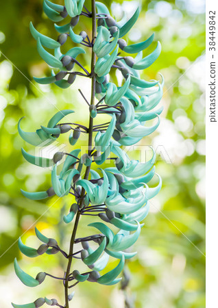 Honeysuckle 38449842