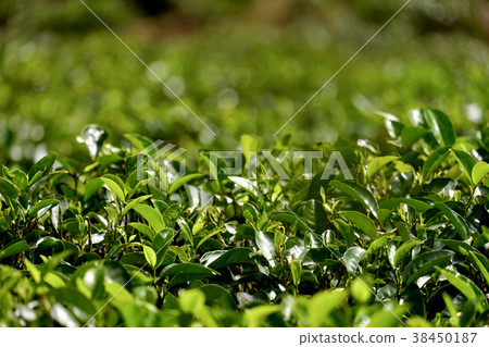 Green tea leaves on a tea plantation Green tea leaves on a tea plantation 38450187