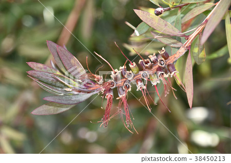 State (after February) after flower of Brassica oleracea State (after February) after flower of Brassica oleracea 38450213
