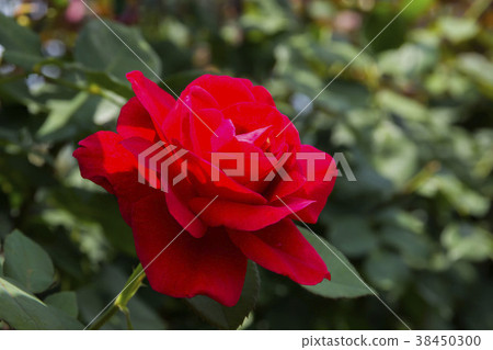 rose rose 38450300