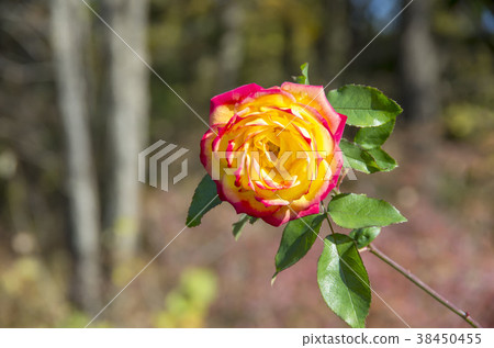 rose rose 38450455