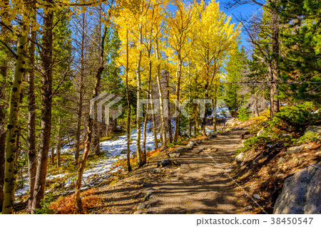 Aspen grove at autumn in Rocky Mountains Aspen grove at autumn in Rocky Mountains 38450547