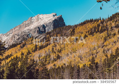 Aspen grove at autumn in Rocky Mountains 38450567