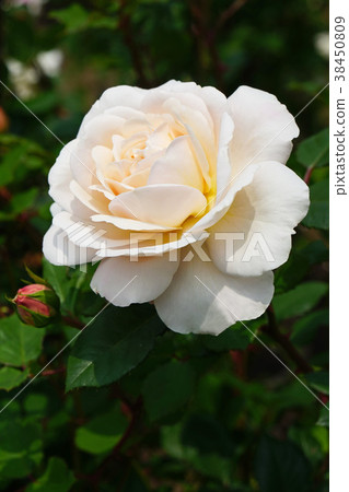Creamy roses 38450809