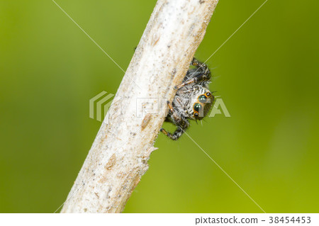 Jumping spider 38454453