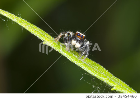 Jumping spider 38454460