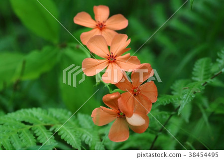 Mountain wild grass 38454495