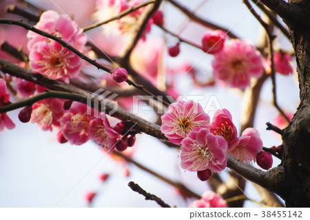 Weeping plum (red plum) 38455142