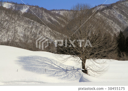 在Hakuba Mura Aoni冬季梯田的Kobushi 38455175