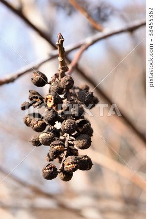 Hachijoukibushi _ seeds 38455362