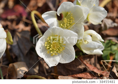 Christmas rose 38455481