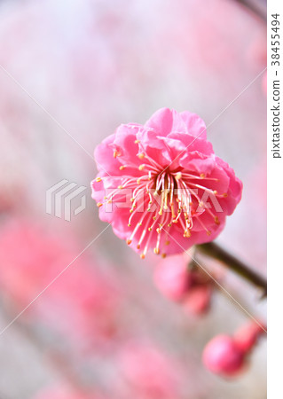 梅花 38455494