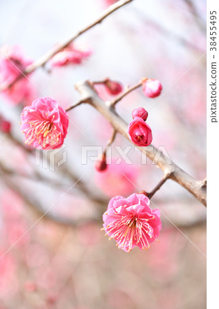 梅花 38455495