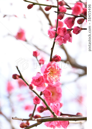 梅花 38455496