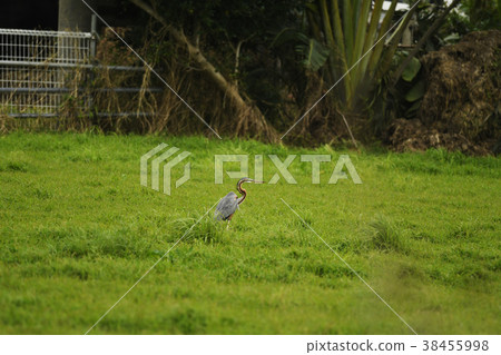 Blue Shrimp Wild Bird Bird Yaeyama Ishigaki Okinawa Ecology Ecology Purple heron 38455998