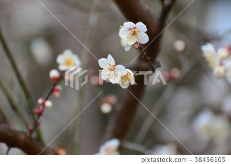 梅花（One-Jueno plum） 38456105