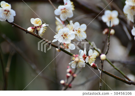 梅花(一棵樹) 梅花(一棵樹) 38456106
