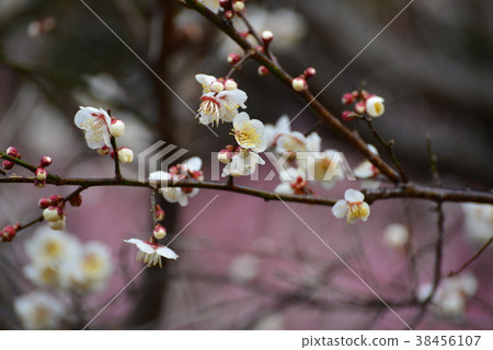 梅花（一棵樹） 38456107