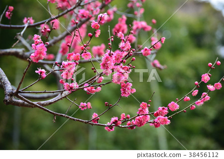 Plum blossom Plum blossom 38456112