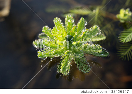 Waterdrop Waterdrop 38456147