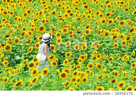 Sunflower field and girl Sunflower field and girl 38456178
