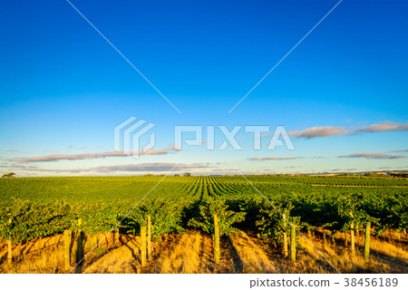 McLaren valley vineyards at sunset 38456189