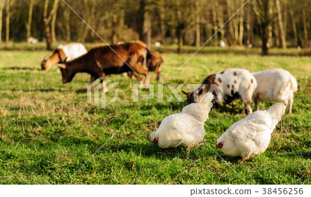 Chickens and Goats in a Field Chickens and Goats in a Field 38456256