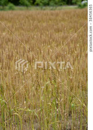 麥田 38456365