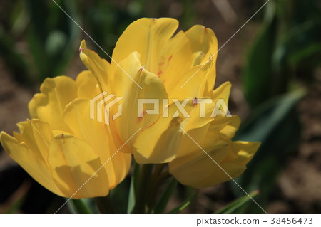 黃色鬱金香 黃色鬱金香 38456473